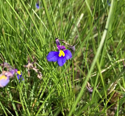 Monopsis decipiens, photographed by Justin Ponder