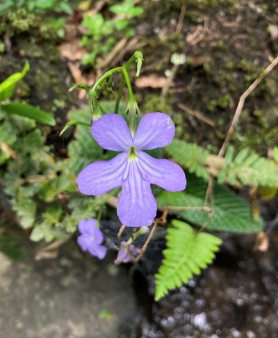 Streptocarpus silvaticus, photographed by Justin Ponder