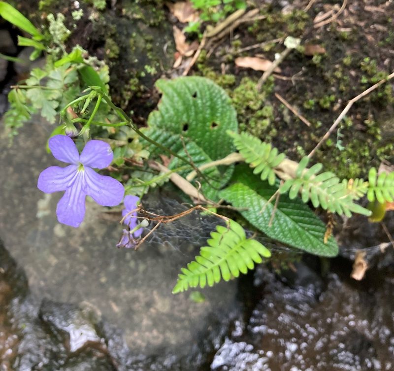 Streptocarpus silvaticus, photographed by Justin Ponder