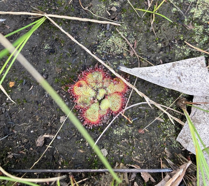 Drosera natalensis, photographed by Justin Ponder