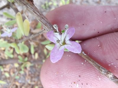 Lycium brevipes, photographed by Abraham Sánchez Romero