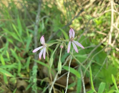 Pelargonium alchemilloides, photographed by Justin Ponder