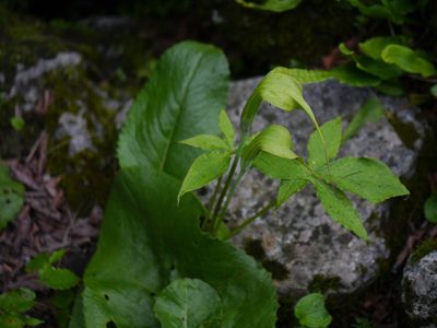 Arisaema jacquemontii, photographed by Dinesh Valke