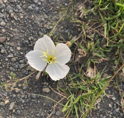 Oenothera tetraptera, photographed by Justin Ponder
