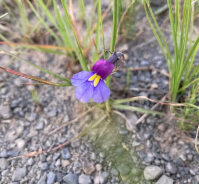 Monopsis decipiens, photographed by Justin Ponder