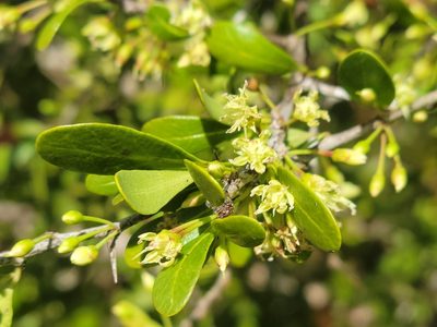 Sideroxylon celastrinum, photographed by Jay Horn