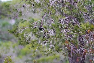 Pinus halepensis, photographed by WATANABE Hitoshi 渡辺仁