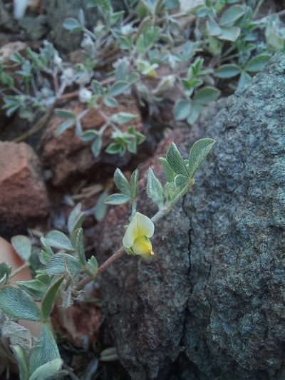 Lotononis rabenaviana, photographed by Brian du Preez