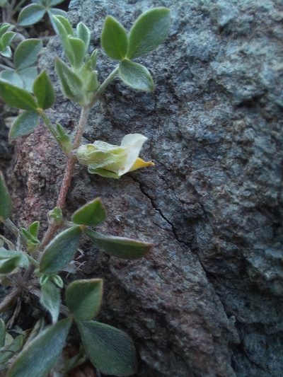 Lotononis rabenaviana, photographed by Brian du Preez