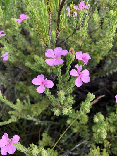 Acmadenia mundiana, photographed by Dave Richardson