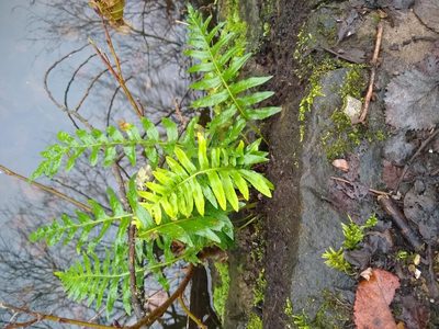 Polypodium interjectum, photographed by jpuf