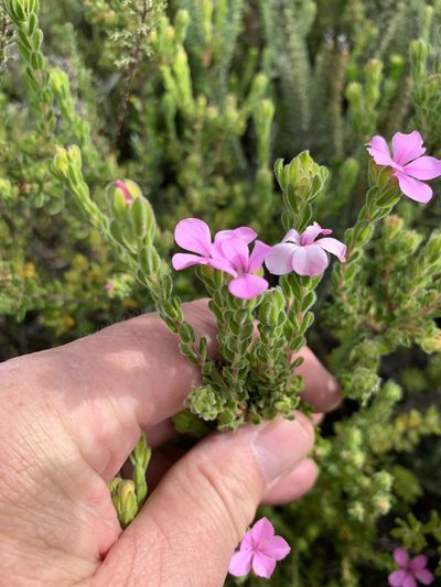 Acmadenia mundiana, photographed by Dave Richardson