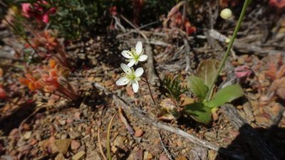 Heliophila crithmifolia, photographed by Paul Emms