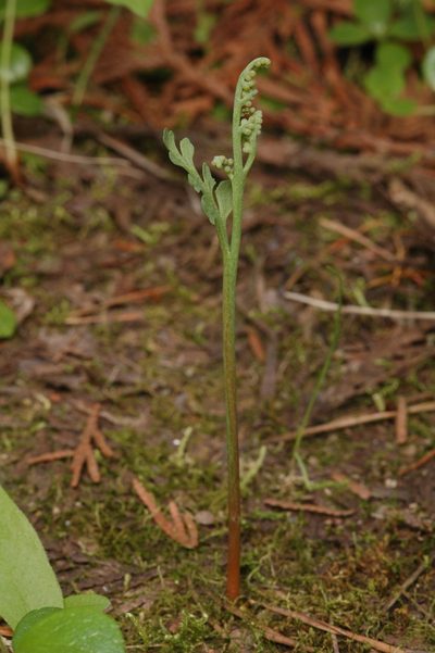 Botrychium pedunculosum, photographed by Timothy McNitt