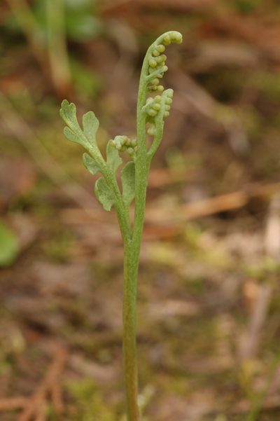 Botrychium pedunculosum, photographed by Timothy McNitt