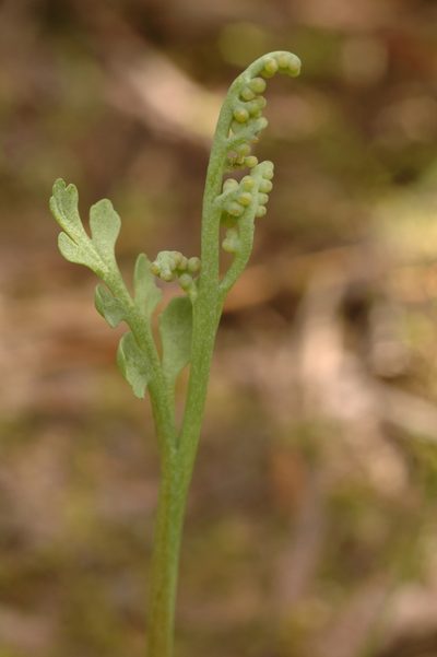 Botrychium pedunculosum, photographed by Timothy McNitt