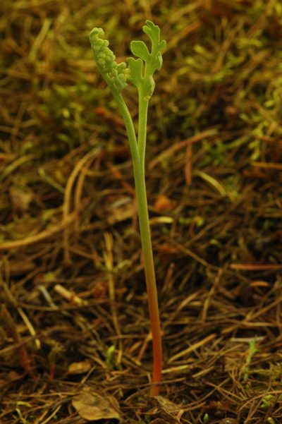 Botrychium pedunculosum, photographed by Timothy McNitt