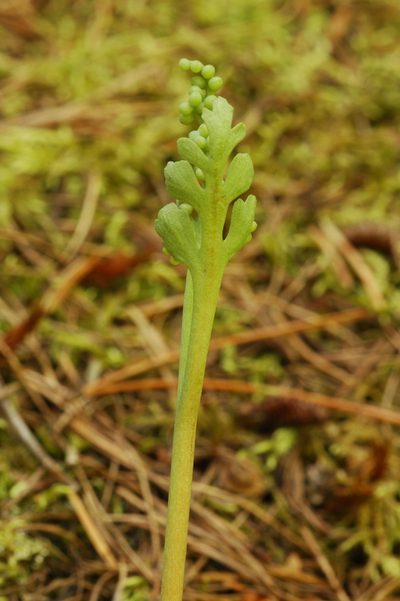 Botrychium pedunculosum, photographed by Timothy McNitt