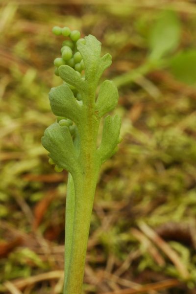 Botrychium pedunculosum, photographed by Timothy McNitt