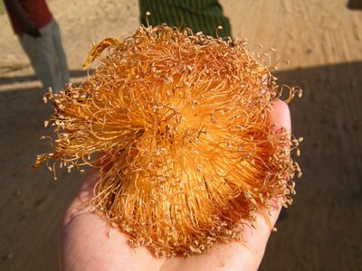 Adansonia grandidieri, photographed by Donald Davesne