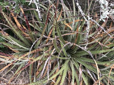 Hechtia glomerata, photographed by Rosario Douglas