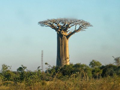 Adansonia grandidieri, photographed by Donald Davesne