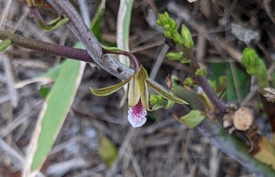 Eulophia graminea, photographed by Ainsley