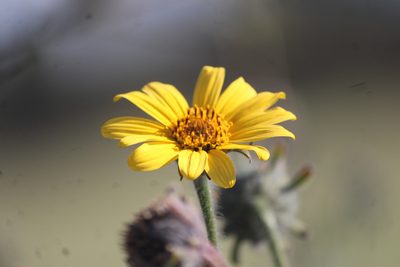 Tithonia tubaeformis, photographed by José Belem Hernández Díaz
