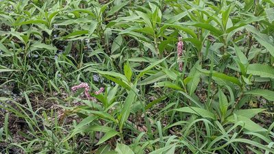 Persicaria glabra, photographed by Cheng-Te Hsu