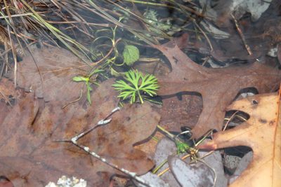 Ranunculus flabellaris, photographed by Violet T.