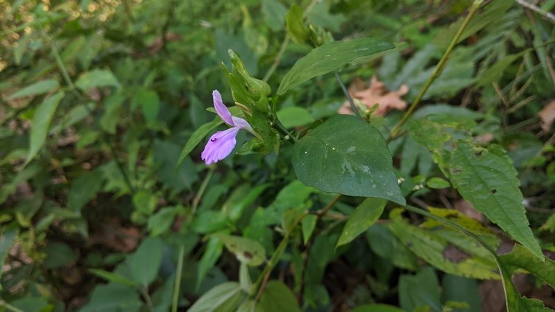Dicliptera tinctoria, photographed by Cheng-Te Hsu