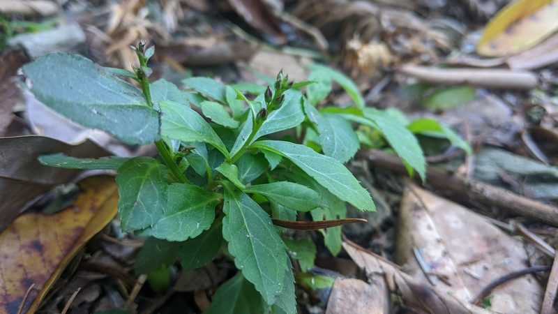 Veronicastrum loshanense, photographed by Cheng-Te Hsu