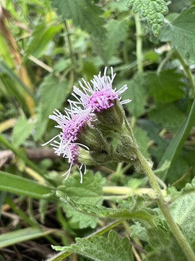 Lourteigia ballotaefolia, photographed by Nicolás Baresch Uribe