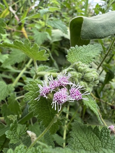 Lourteigia ballotaefolia, photographed by Nicolás Baresch Uribe