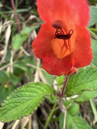 Sinningia incarnata, photographed by Nicolás Baresch Uribe