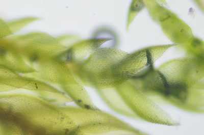 Pterigynandrum filiforme, photographed by Randal