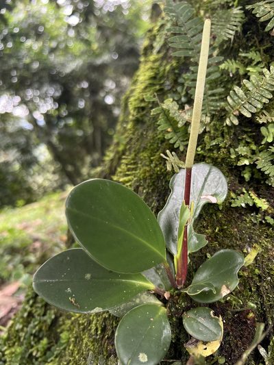 Peperomia haematolepis, photographed by Nicolás Baresch Uribe