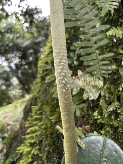 Peperomia haematolepis, photographed by Nicolás Baresch Uribe
