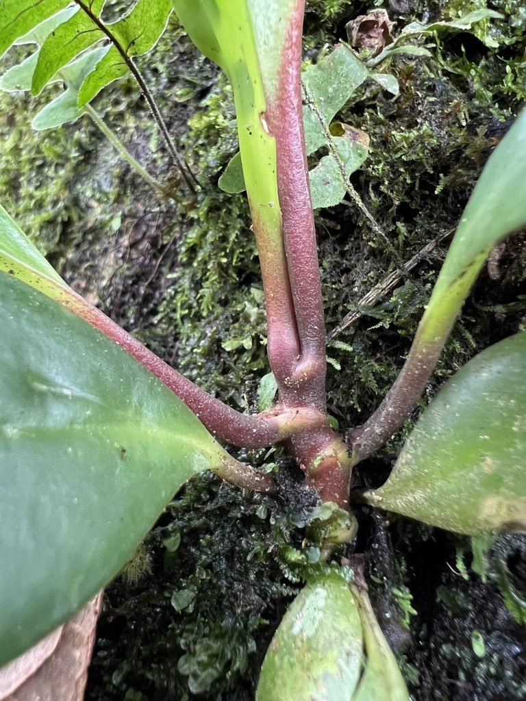 Peperomia haematolepis, photographed by Nicolás Baresch Uribe