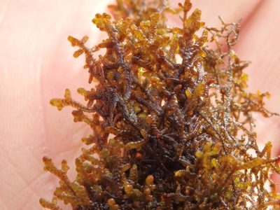 Frullania tamarisci, photographed by Carminda Santos