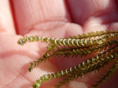 Marsupella emarginata, photographed by Carminda Santos