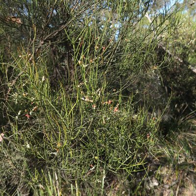 Leptomeria drupacea, photographed by Cowirrie