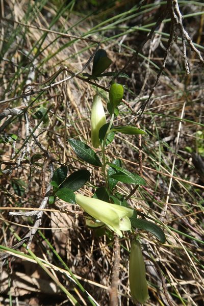 Billardiera ovalis, photographed by Cowirrie