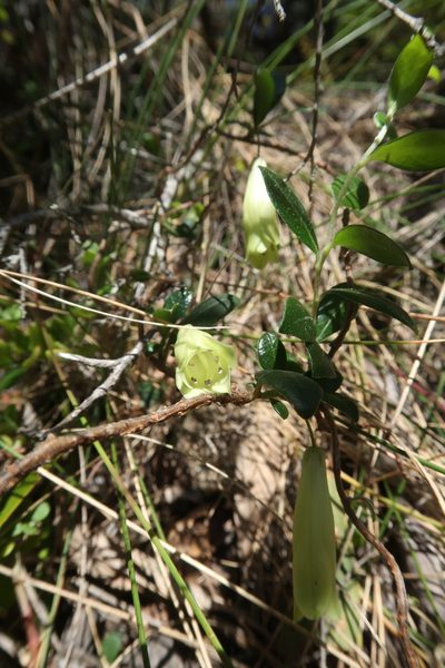 Billardiera ovalis, photographed by Cowirrie