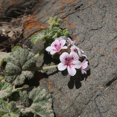 Pelargonium australe, photographed by Cowirrie