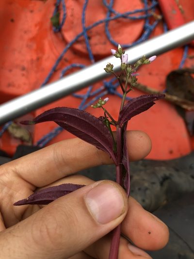 Aciotis acuminifolia, photographed by Skjold Søndergaard