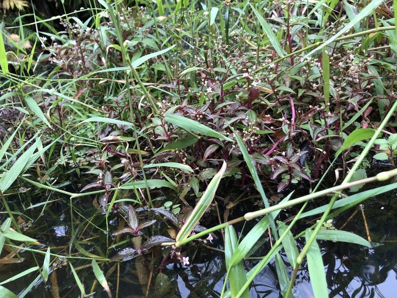 Aciotis acuminifolia, photographed by Skjold Søndergaard