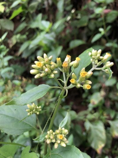 Schistocarpha eupatorioides, photographed by Skjold Søndergaard