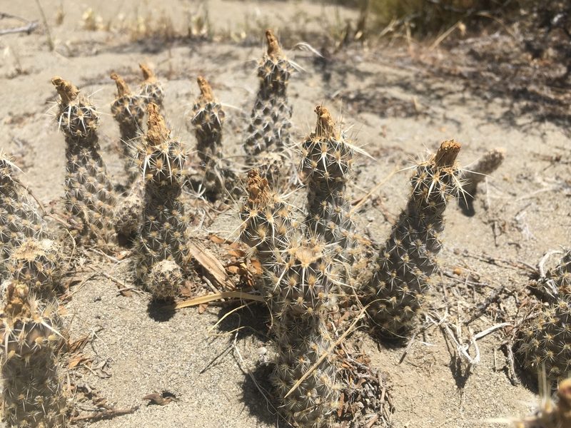 Pterocactus fischeri, photographed by Valentín Alfano