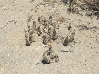 Pterocactus fischeri, photographed by Valentín Alfano